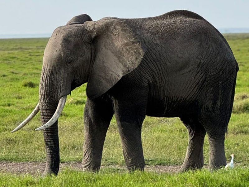 7 Days Kenya Classic Safari — Maasai Mara, Lake Nakuru & Amboseli