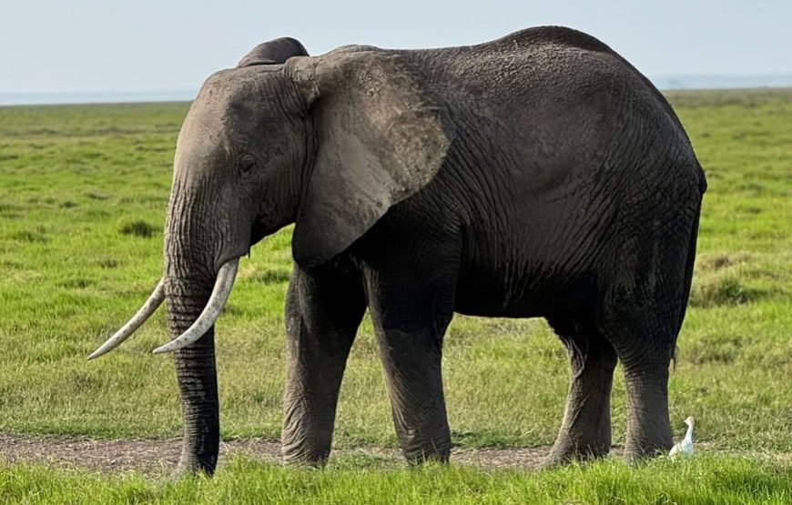 7 Days Kenya Classic Safari — Maasai Mara, Lake Nakuru & Amboseli