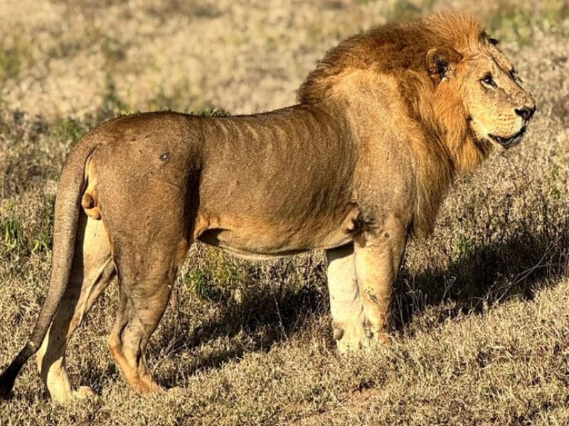 10 Days– The Grand Kenya Wildlife Expedition