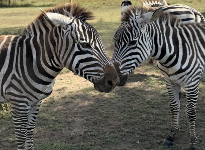 5-day Tanzania safari itinerary