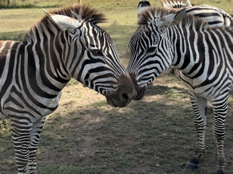 5-day Tanzania safari itinerary