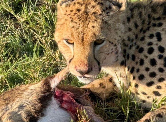 7-day Kenya safari itinerary
