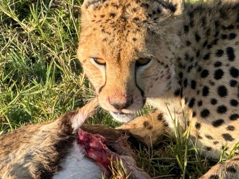7-day Kenya safari itinerary